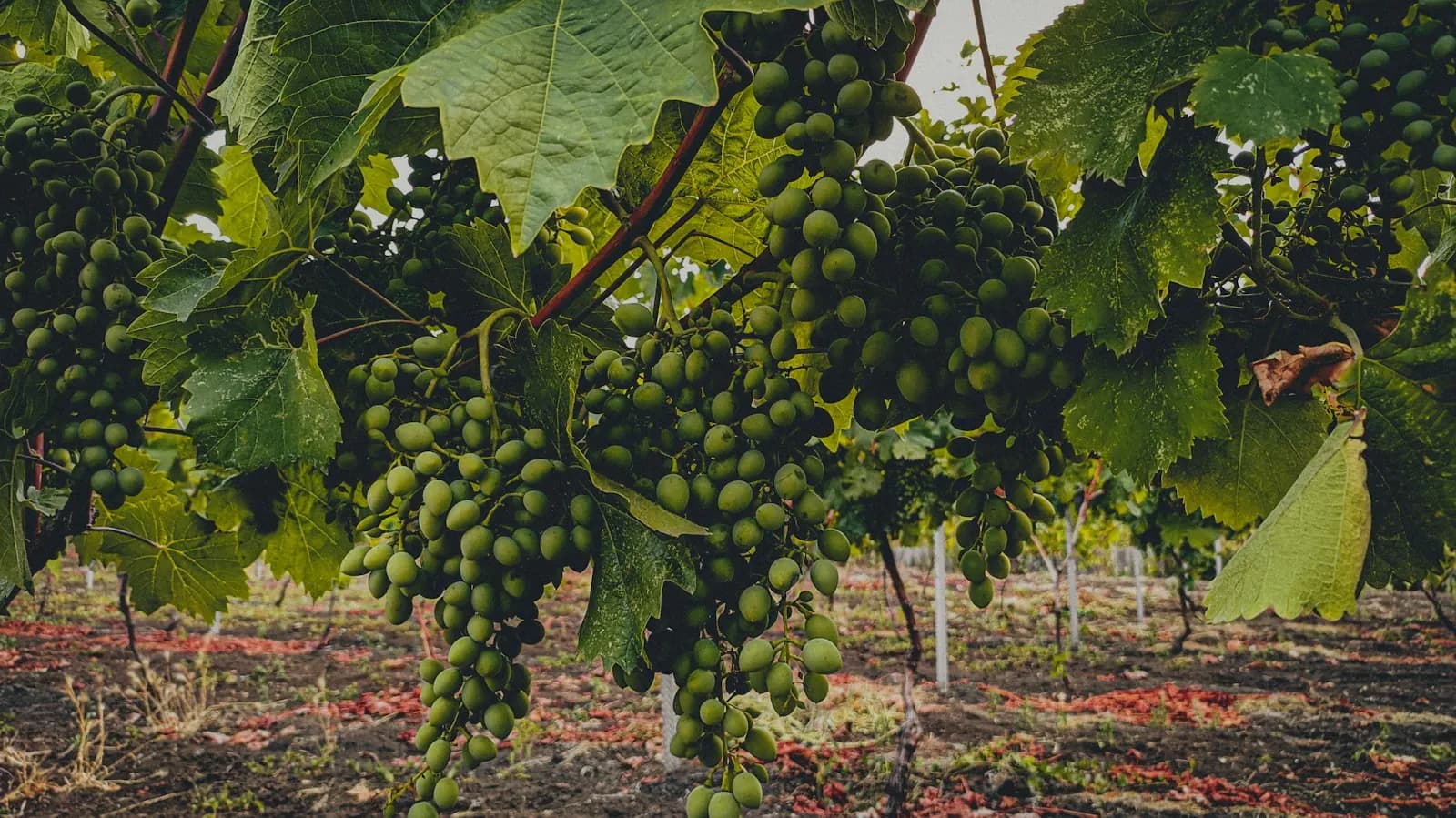Moldova bağlarında asmalarda üzüm salkımları